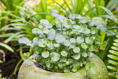 centella asiatica